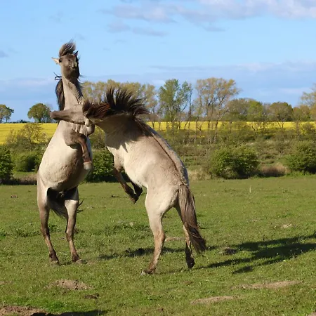 Prázdninový dům Wackerhus Gelting