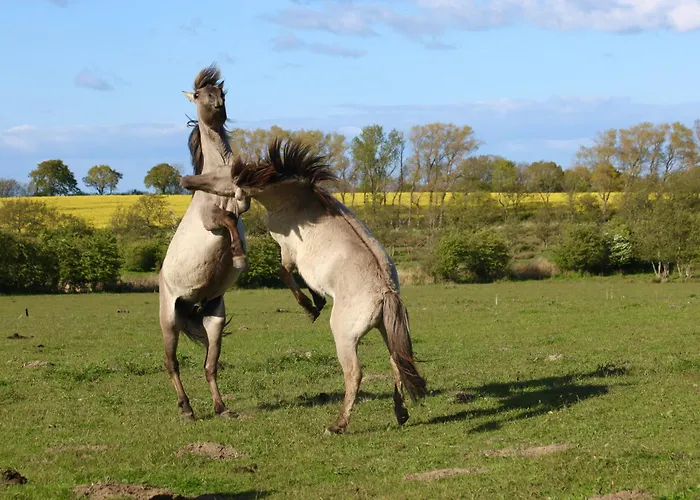 Dom wakacyjny Wackerhus Gelting